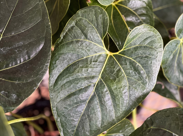 Anthurium Decipiens Eden Gardens
