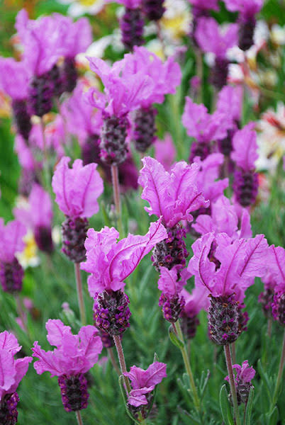 Lavandula stoechas 'Violet Lace'  Violet Lace Spanish Lavender