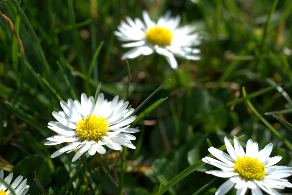 Easter Daisies Eden Gardens