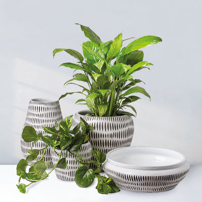 Plants meet their perfect pot match in our store