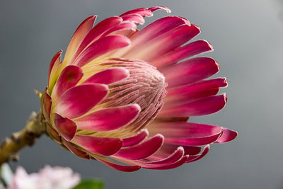 Proteas, Leucodendrons and Leucospermums