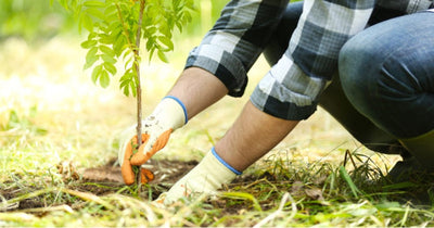 How to Transplant Trees and Shrubs