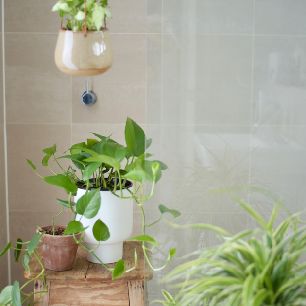 Best Bathroom Plants | Eden Gardens