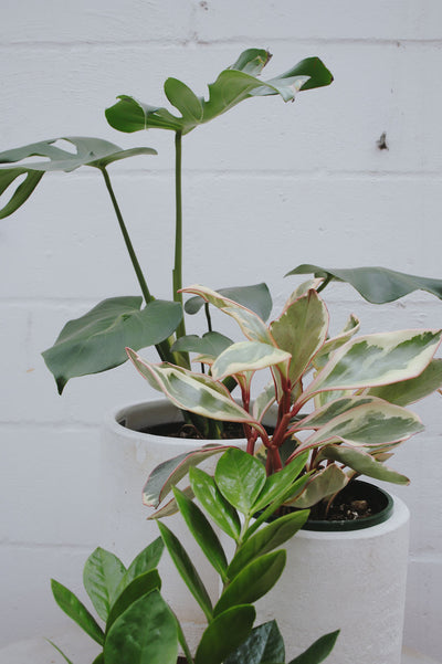 Are Your Indoor Plants Struggling? Here’s What to Do