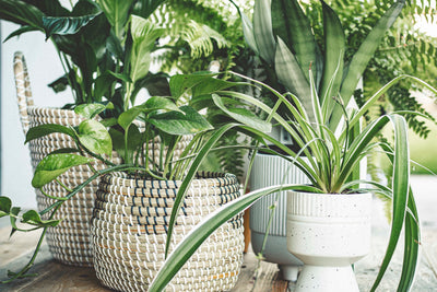 Indoor plants to improve overall health and wellness