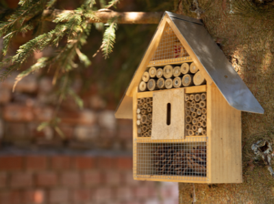 Habitat Homes and Insect Hotels