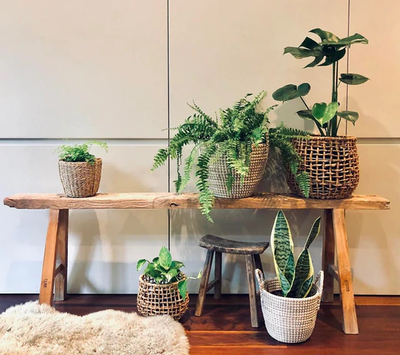 Looking After Your Indoor Plants