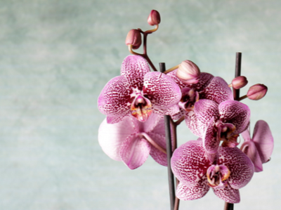 Moth Orchids on Mother’s Day
