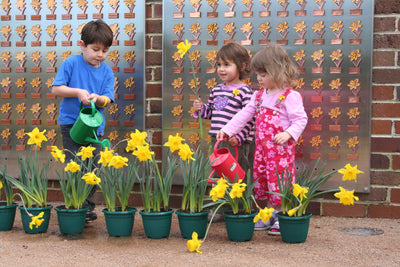 The Daffodil Garden