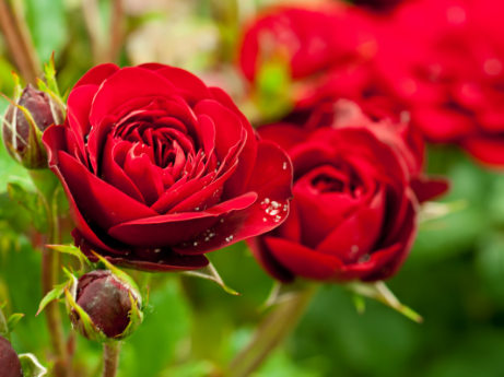 Spring and Summer Rose Care | Eden Gardens