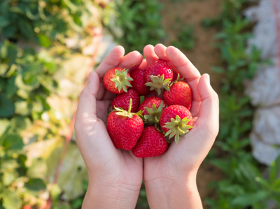 The Strawberry Patch and other Berry Good Ideas