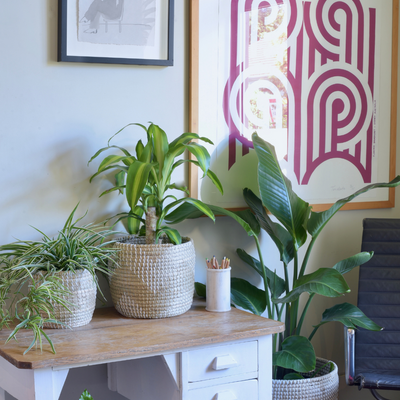 A guide to styling with plants in your home