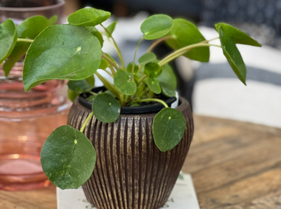 Chinese Money Plant " Pilea peperomioides"