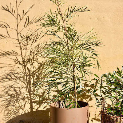 Australian Natives in ANY space.