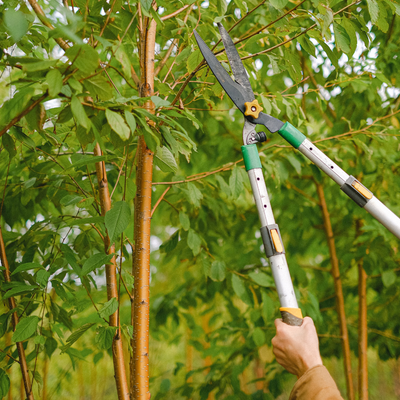 Pruning