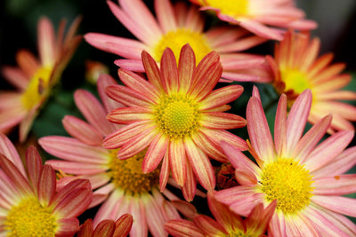 Chrysanthemums