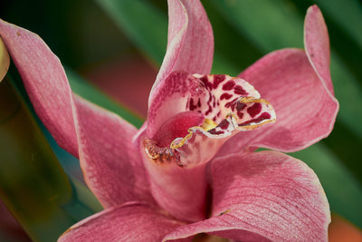 Cymbidium Orchids