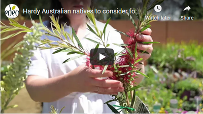 Hardy Australian natives to consider for your Summer garden