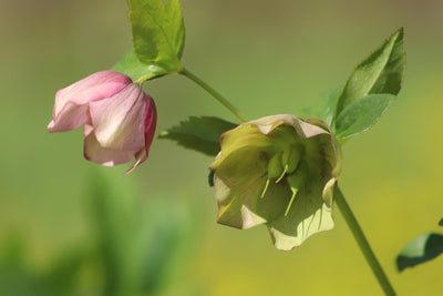 Hellebores