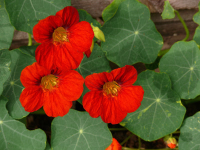 Nasturtiums