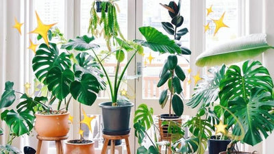 This Is The Perfect Plant For You According To Your Zodiac Sign