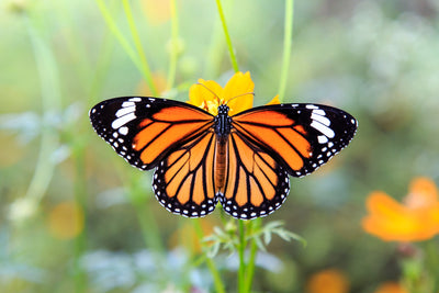 Butterfly Plants and other Beneficial Insects