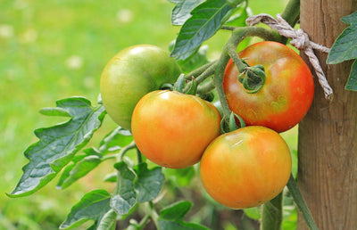 Tomato Planting Time