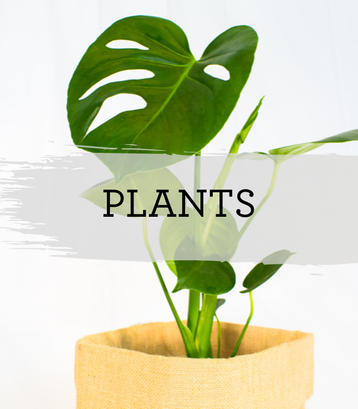 Products Eden Gardens