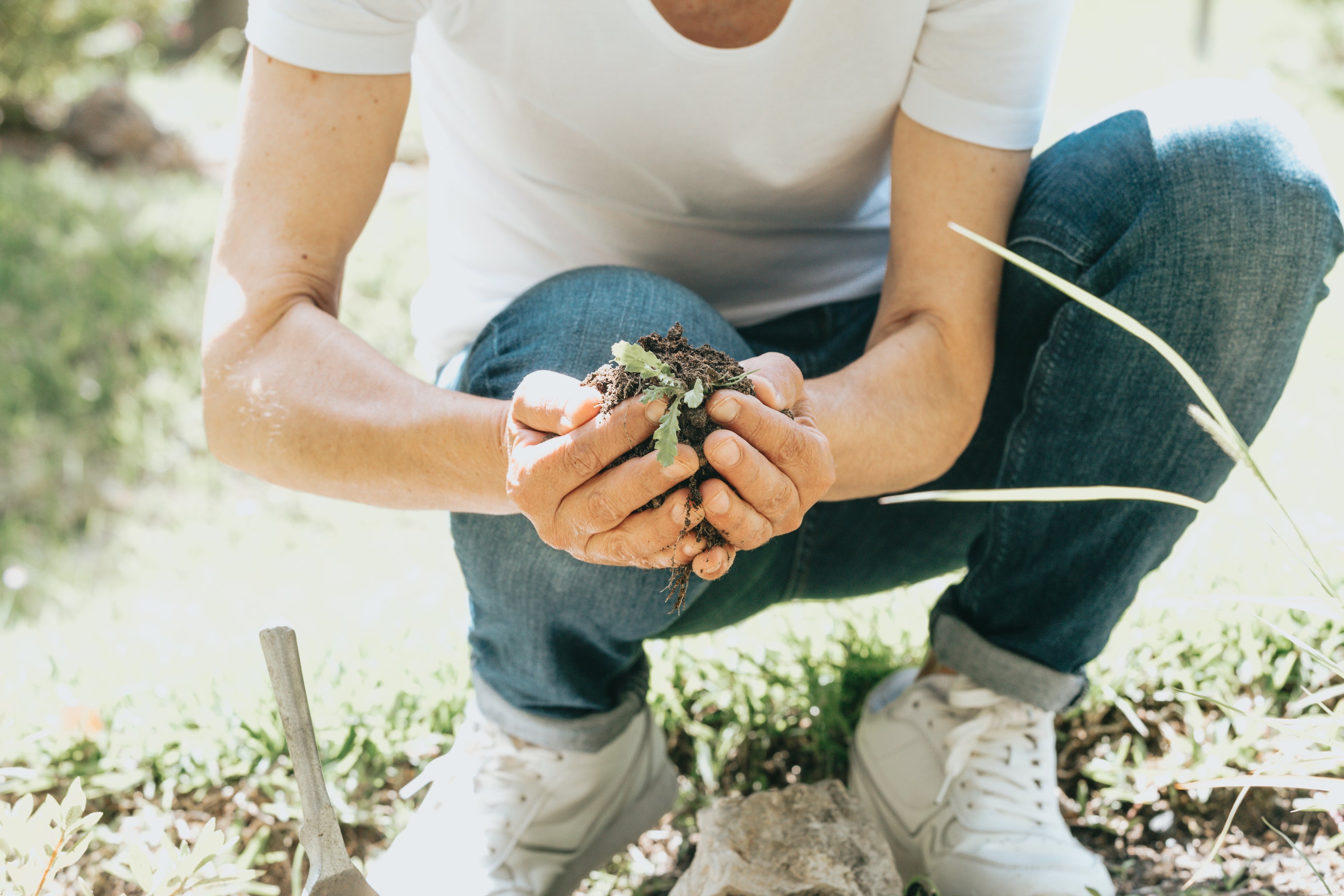 adaptogenic plants Adaptogen Performance Mushrooms & Herbs